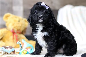 Diana - Cavapoo for sale