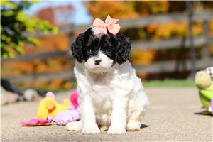 Johanna - puppy for sale