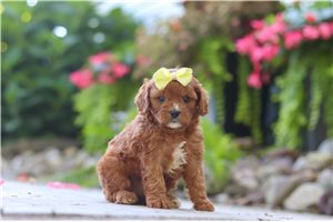 Amelia - puppy for sale