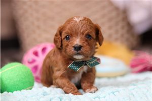 Ricardo - puppy for sale