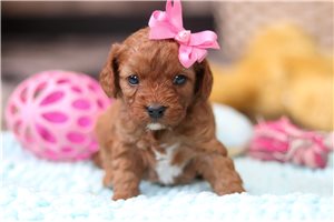 Rosita - puppy for sale