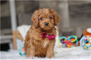 Matt - puppy for sale