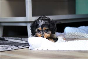 Steven - Cavapoo for sale