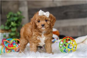 Molly - Cavapoo for sale
