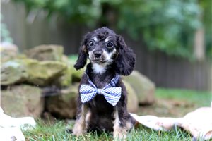 Dominic - Cavapoo for sale