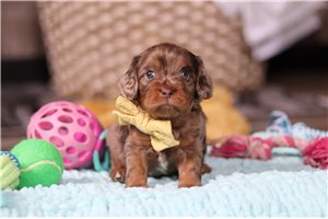 Samuel - Cavapoo for sale