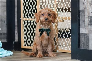 Matt - Cavapoo for sale