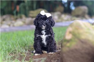 Harriet - Cavapoo for sale