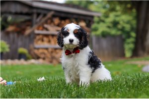 Bodie - Cavapoo for sale