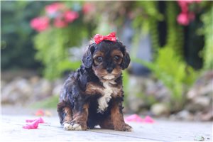 Bess - puppy for sale