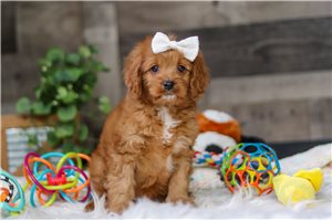 Marigold - puppy for sale