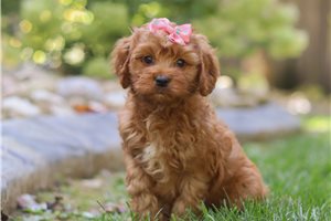 Demi - Cavapoo for sale