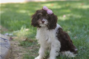 Sophia - Cavapoo for sale