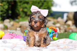 Selena - puppy for sale