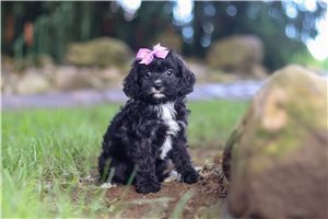 Hattie - puppy for sale