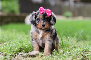 Calista - Cavapoo for sale