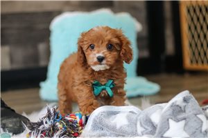 Ronald - Cavapoo for sale