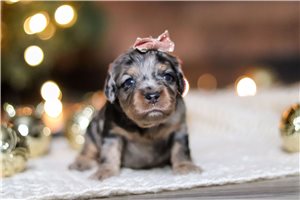 Vanna - Cavapoo for sale