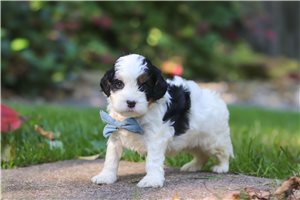 Bodie - Cavapoo for sale