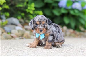 Douglas - puppy for sale