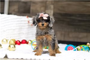 Samantha - Cavapoo for sale