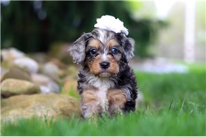 Scarlett - Cavapoo for sale