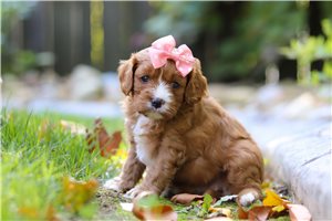 Kiya - puppy for sale