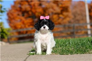 Johanna - Cavapoo for sale