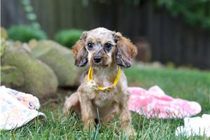 Bennett - Cavapoo for sale
