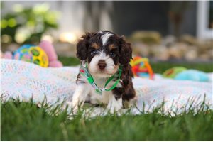 Miles - puppy for sale
