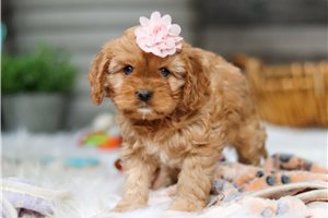 Carnation - puppy for sale