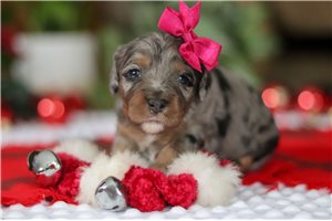 Victoria - Cavapoo for sale