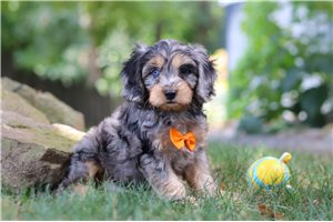 Devon - Cavapoo for sale