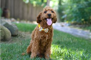 Caspien - Cavapoo for sale