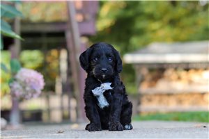Holden - Cavapoo for sale