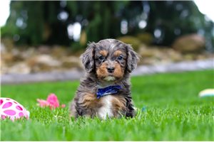 Scottie - Cavapoo for sale