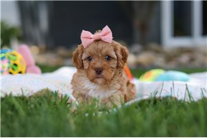 Mela - Cavapoo for sale