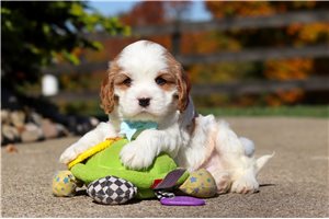 Jamison - Cavapoo for sale