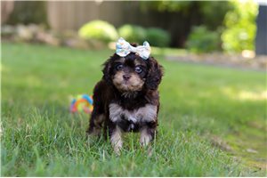 Jess - Cavapoo for sale