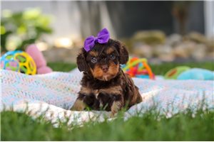 Maxine - puppy for sale