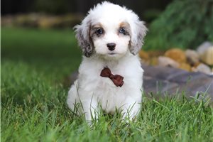 Claude - puppy for sale