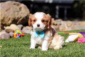Jenson - puppy for sale