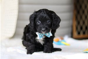 Jupiter - Cavapoo for sale