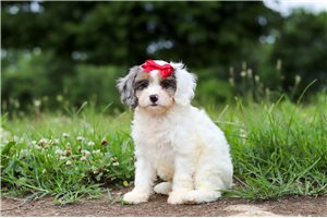 Dawn - Cavapoo for sale