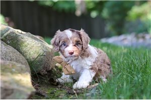 Jack - Cavapoo for sale