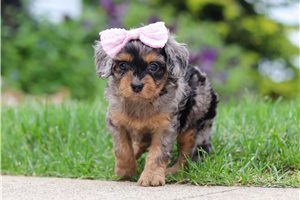 Caleah - Cavapoo for sale