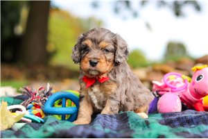 Stevie - Cavapoo for sale