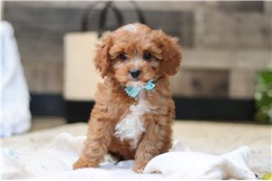 Ricardo - Cavapoo for sale