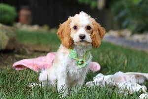 Beau - Cavapoo for sale