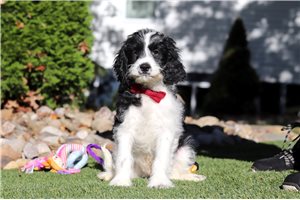 Bastian - Cavapoo for sale
